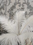 Dekoratyvinės baltos plunksnos