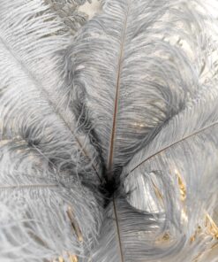 stručio plunksnos pilka