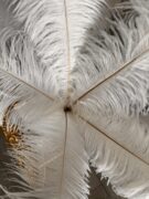 Dekoratyvinės stručio plunksnos baltos spalvos 50-55cm