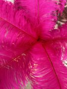 Dekoratyvinės stručio plunksnos fuksijos spalvos 50-55cm